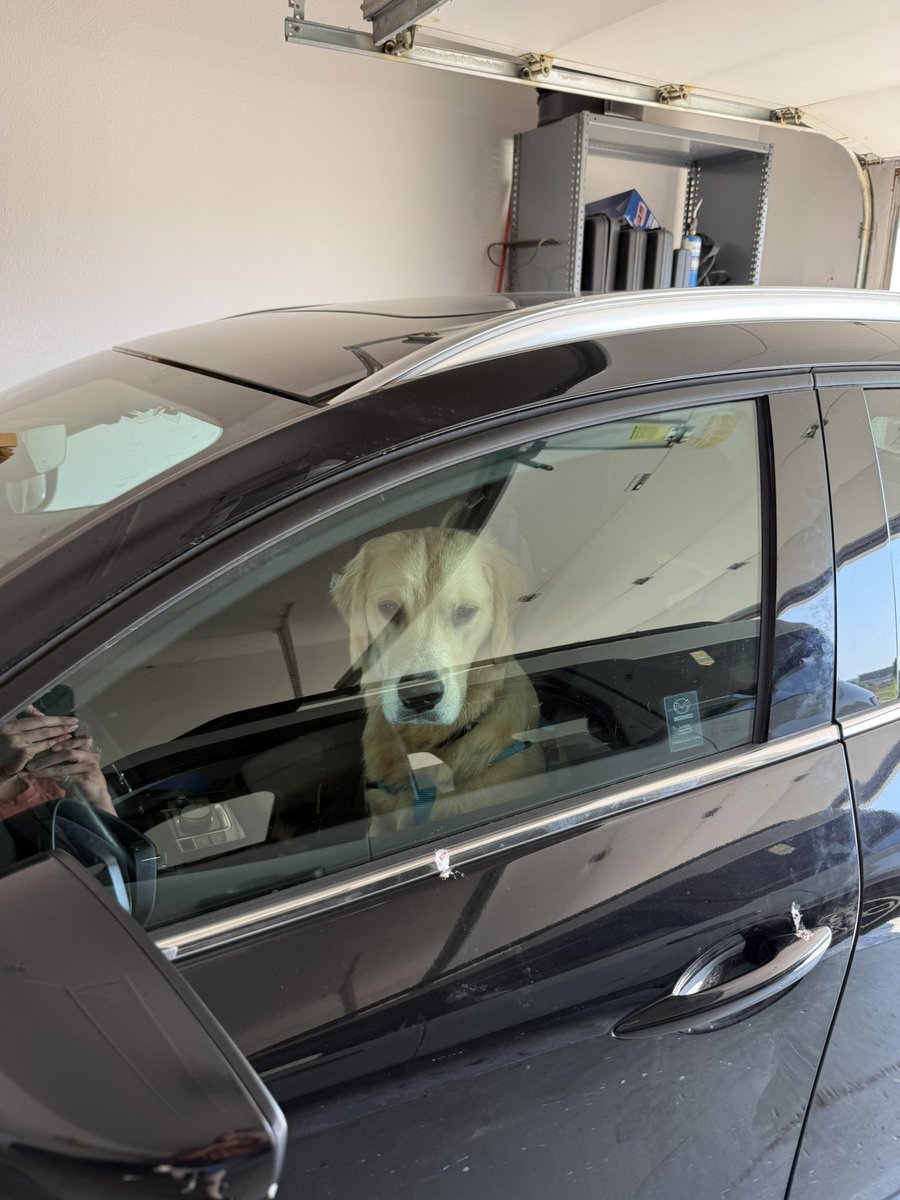 Thor Dog of Thunder (@ThorOdinDog) / Posts / X