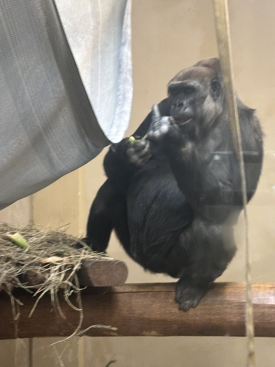 Guerrilla at Cheyenne mountain zoo didn’t like us much