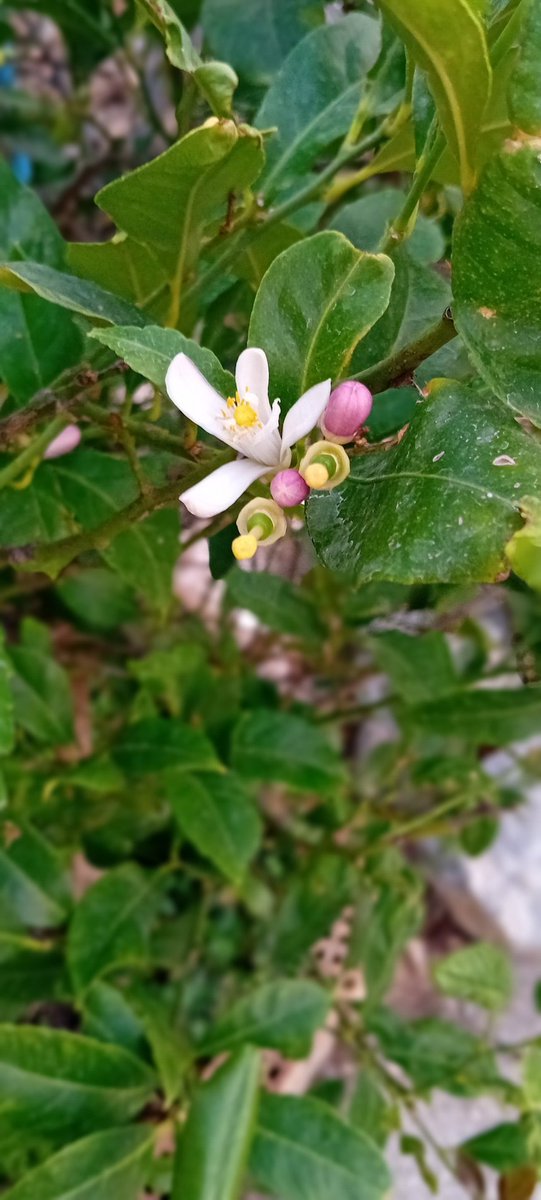 Μετά από 9 χρόνια άνθησε...