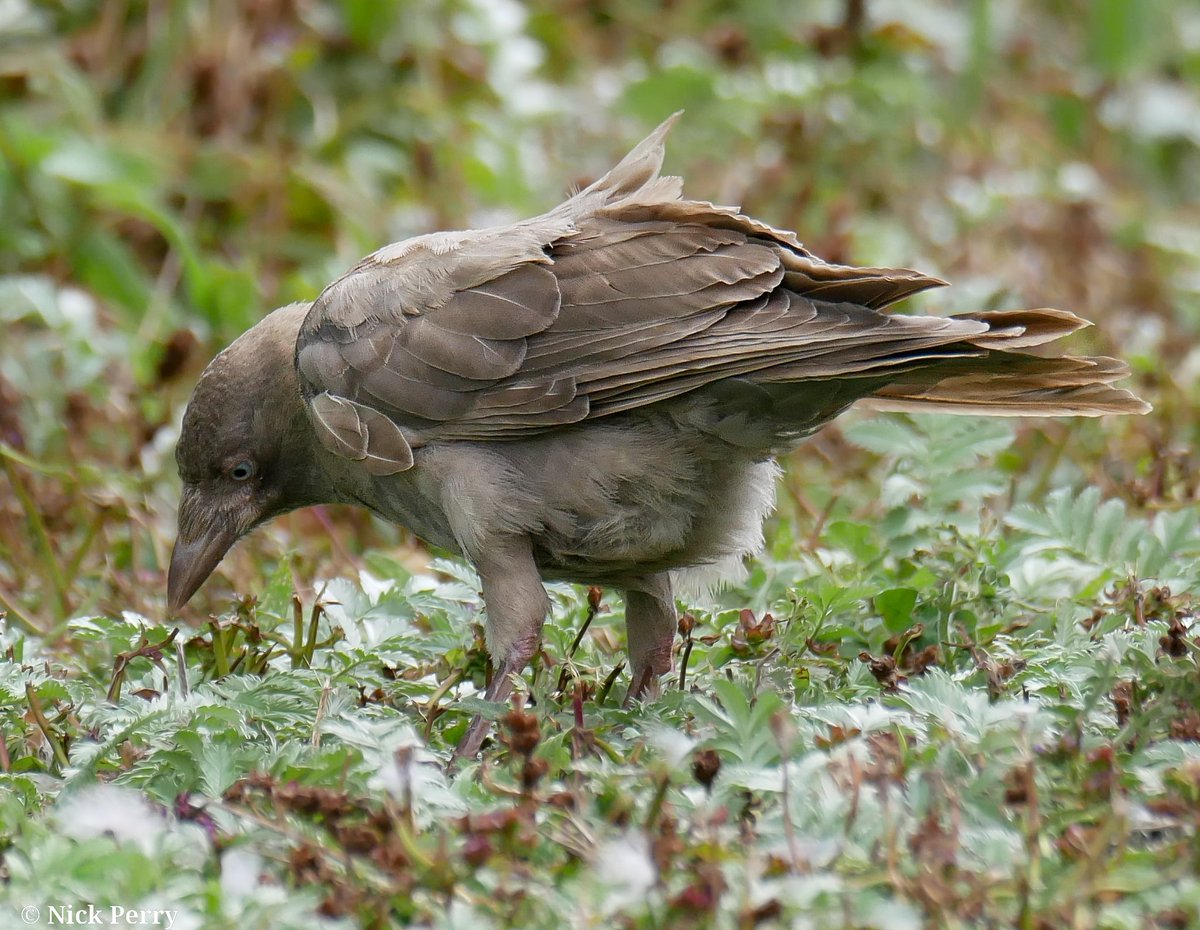 Nick (@nickyperry82) on Twitter photo I was sat watching the Rooks
<a href="/WWTSlimbridge/">WWT Slimbridge</a> today when this beautiful luesistic crow caught my attention.
#TwitterNatureCommunity
#birdwatching #birding
#NaturePhotography
#NatureTherapy I was sat watching the Rooks
<a href="/WWTSlimbridge/">WWT Slimbridge</a> today when this beautiful luesistic crow caught my attention.
#TwitterNatureCommunity
#birdwatching #birding
#NaturePhotography
#NatureTherapy