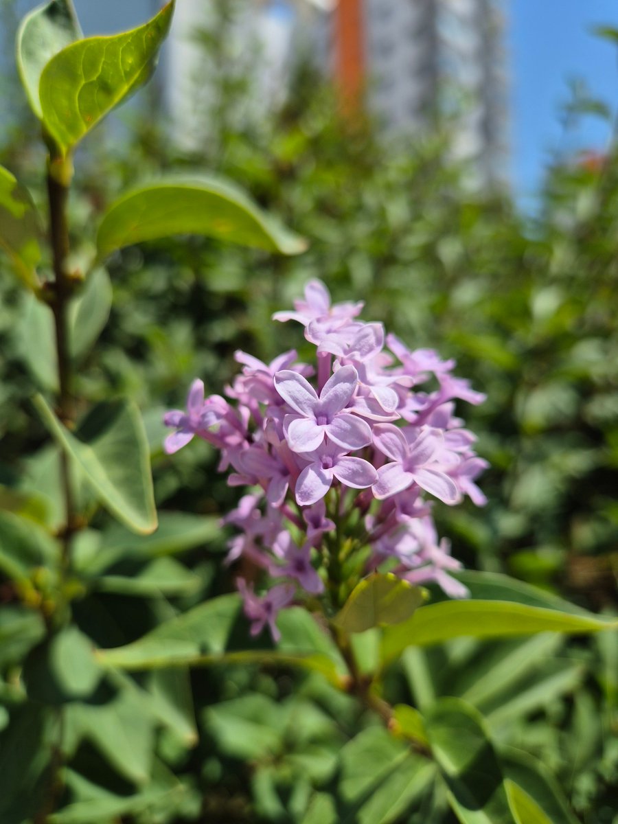 Leylak yine şaşırdı! Batıkent/Ankara