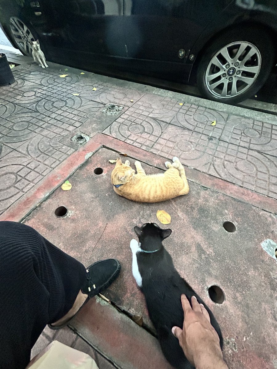 ออกจากบ้านยังไงให้ไม่โดนแมวตกได้มั่ง 😂