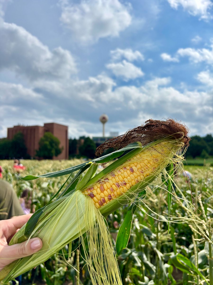 UMN Plant Breeding Center tweet media