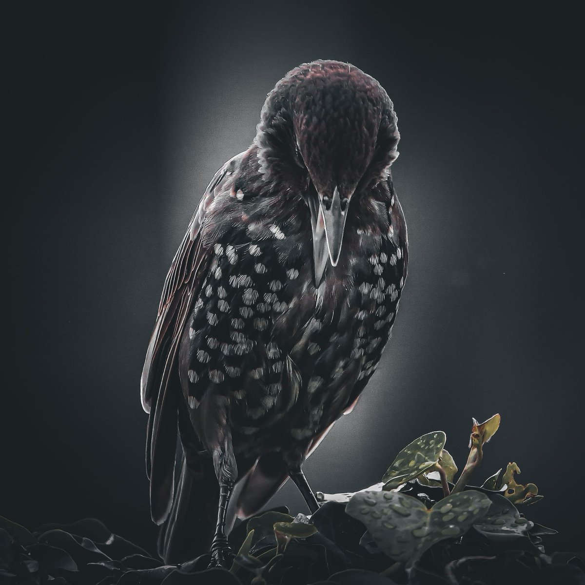 This is still one of my favourite bird captures, a juvenile Starling enjoying a moments peace on a Sunday morning.
#Starling #BirdTwitter #NaturePhotography <a href="/Natures_Voice/">RSPB</a>