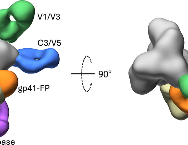 Science Translational Medicine (@sciencetm) on Twitter photo A new #mRNA vaccine for #HIV that encodes a membrane-anchored version of the viral envelope trimer avoids off-target responses towards the Env base and produces potent immune responses in animals. <a href="/ljiresearch/">La Jolla Institute</a> <a href="/profshanecrotty/">Prof. Shane Crotty</a>
scim.ag/4kXMbOZ A new #mRNA vaccine for #HIV that encodes a membrane-anchored version of the viral envelope trimer avoids off-target responses towards the Env base and produces potent immune responses in animals. <a href="/ljiresearch/">La Jolla Institute</a> <a href="/profshanecrotty/">Prof. Shane Crotty</a>
scim.ag/4kXMbOZ