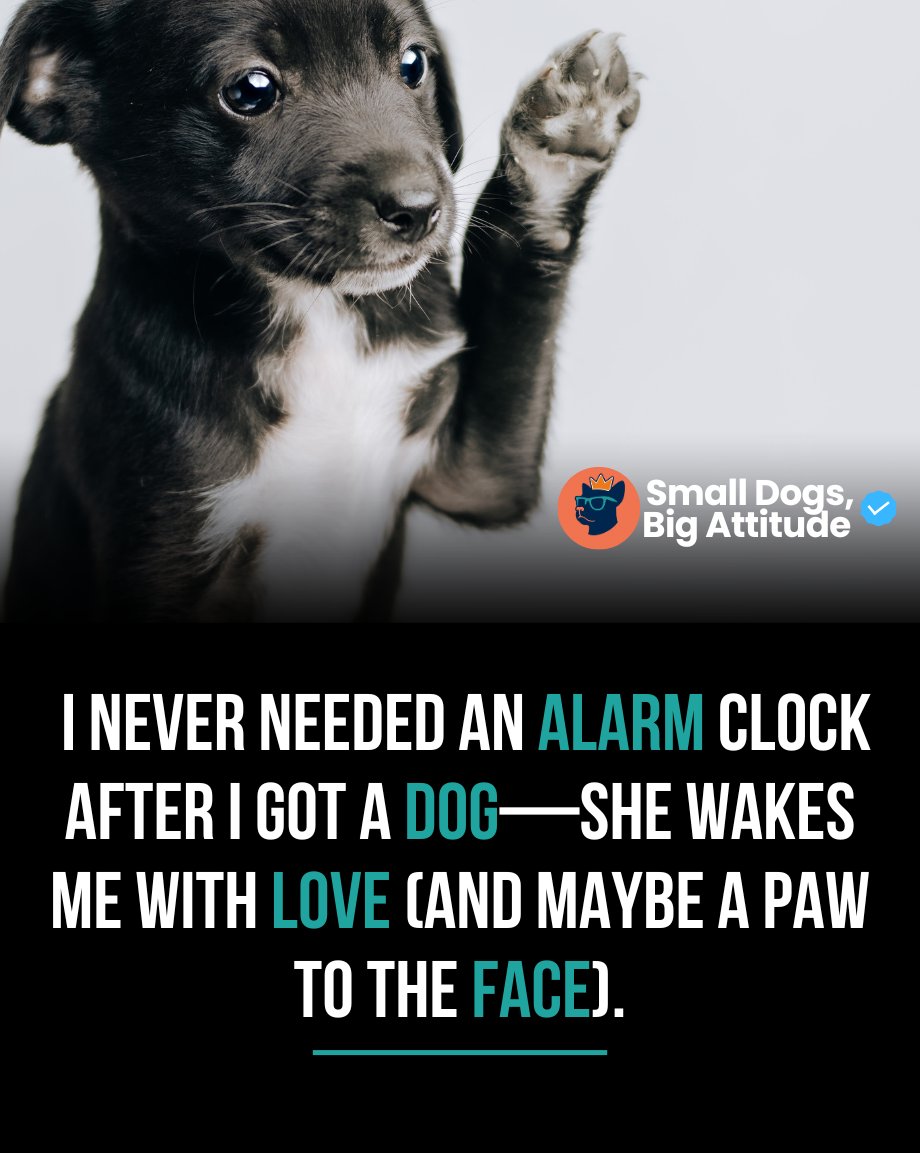 SmlDogs_BigAtti's tweet image. No alarm needed. Just one loving paw to the face. #MorningDogLove #DogRoutine #DogLife