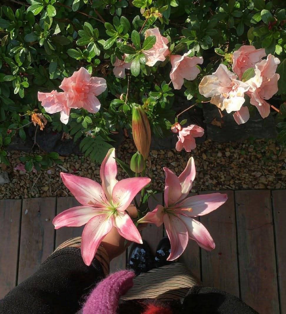 i3Moment's tweet image. Lilies