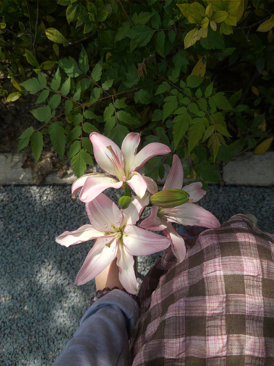 i3Moment's tweet image. Lilies