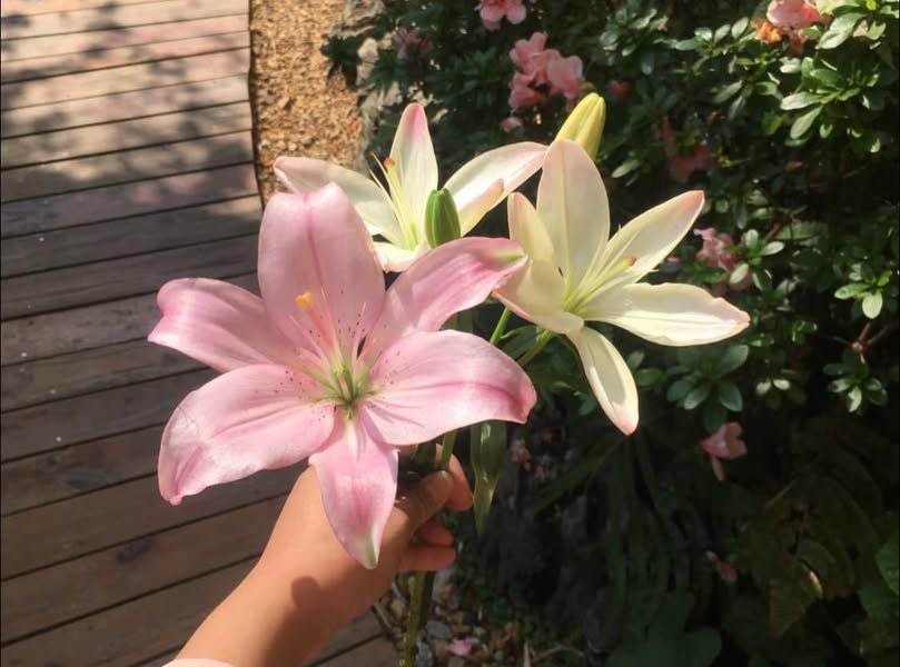 i3Moment's tweet image. Lilies