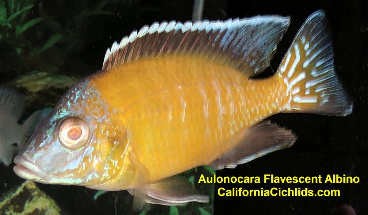 CACichlids's tweet photo. 30% OFF ALL MALAWI &amp; VICTORIA FISH NOW THROUGH 8/31/25 - https://t.co/kBsL0R8jd2 https://t.co/QCYAw5WkG2