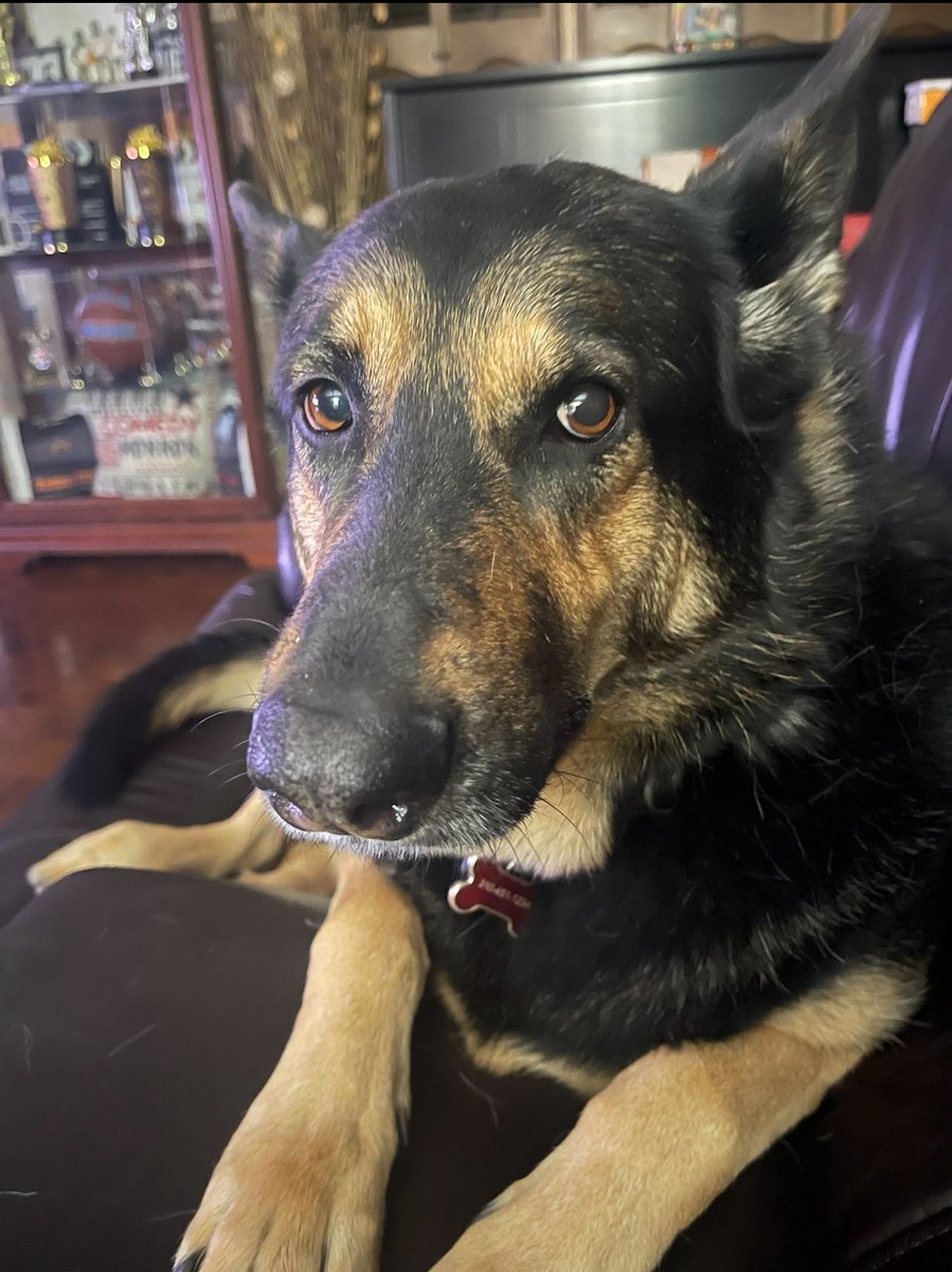 What a Beautiful Girl.
One of My 6yr old German Shepherds.
I Love Her Long Time..
#GSD #GermanShepherdDog
