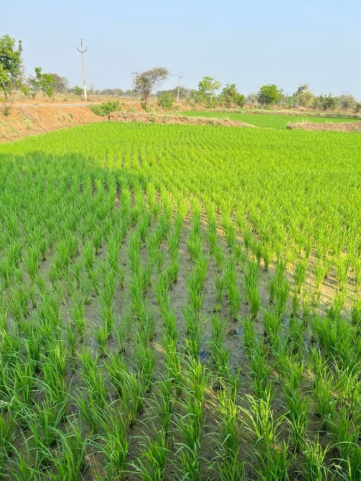 AbiaPPP_IP's tweet image. 🌾 Abia grows rice, but much is processed outside the state creating a golden investment gap!

✅ High demand
✅ Active farming
✅ Few mills = high returns
✅ Govt PPP support

Let’s process locally &amp;amp; turn rice into wealth! 💼🌱

#AbiaPPP #InvestInAbia #RiceProcessing #AbiaRising