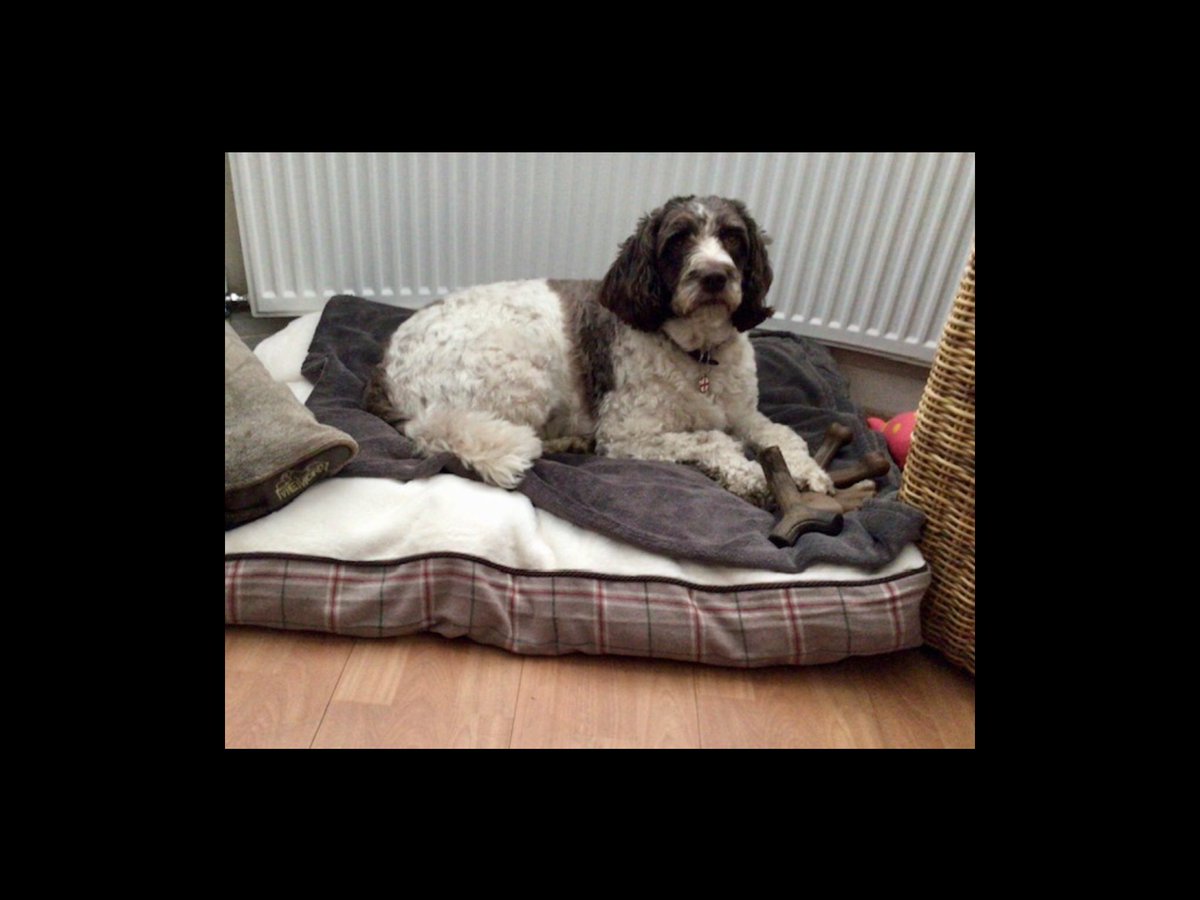 Our dog has 2 beds in our bedroom. I moved one of them into another room because I just bought a treadmill so need the space. 
Just came upstairs and he has moved it back. 
Little fecker.