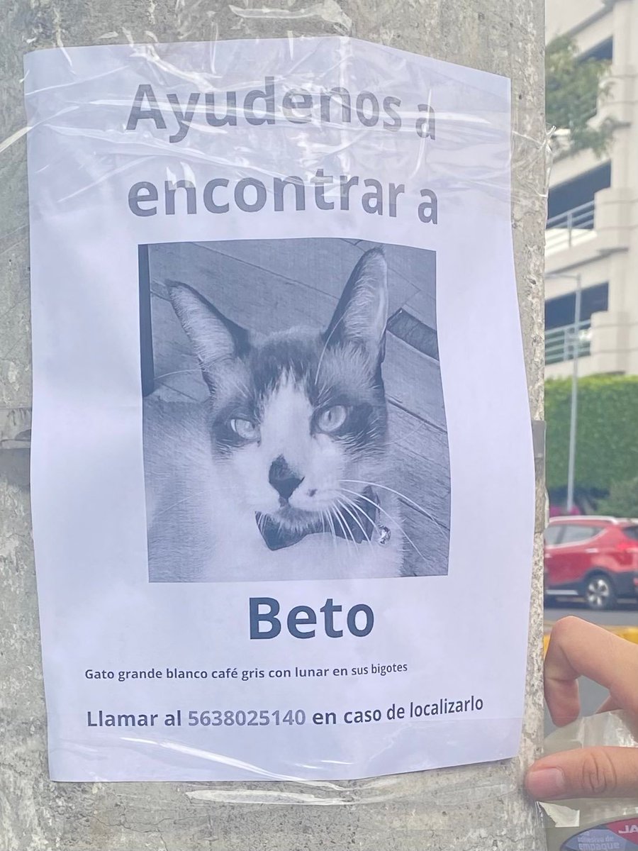 #Extraviado Beto, gato grande, macho, blanco con café y gris, lunar en sus bigotes, nariz negra, pelo corto. Col. Residencial Acoxpa, Tlalpan, CDMX. Letrero visto en agosto/2025.