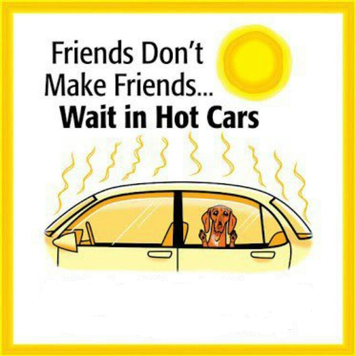 exceptionalfood's tweet photo. #dogs #pets #animals #DogsOfTwitter #DogsOnTwitter #DogsfOfX #DogsOnX #summer https://t.co/xz5gbqCYuV