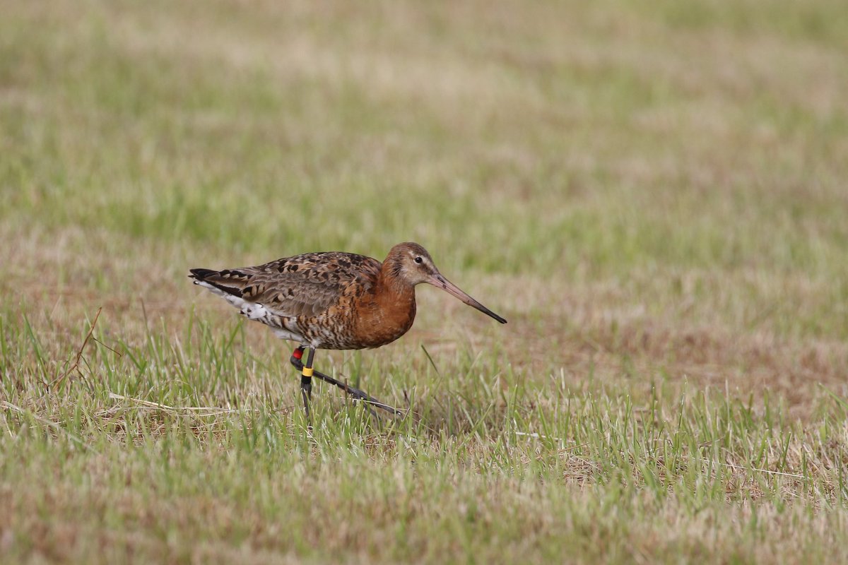 Quick dash across to Unst this evening to see a Stone Curlew found by <a href="/penningtonunst/">Mike Pennington</a> .
Great photos were not achieved! 😂
The Black tailed Godwit showed slightly better.