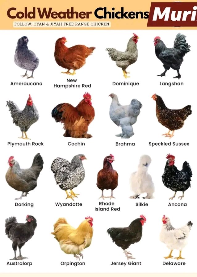 AgiriteMedia's tweet image. Cold Weather Chickens
Several chicken breeds thrive in cold climates due to their physical characteristics and natural hardiness. Brahmas, Buckeyes, Chanteclers, and Wyandottes are known for their cold tolerance, with features like feathered legs and small combs. Other excellent…