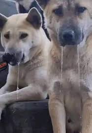 ilk konser odtü şenlik 2026