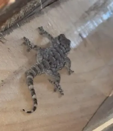 Un avis de recherche est lancé dans la région pour tenter de trouver des geckos, ces lézards méconnus larep.fr/orleans-45000/…