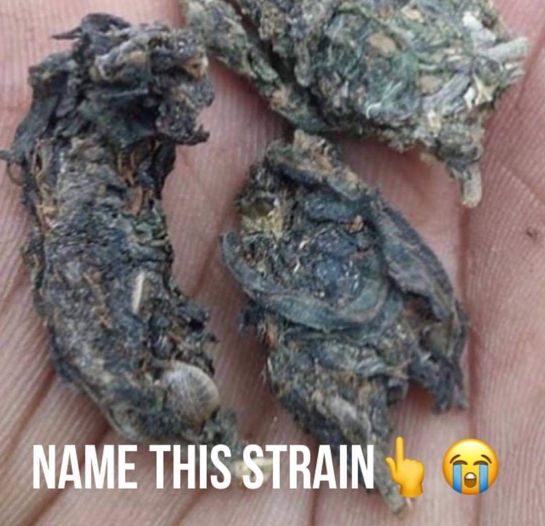 Stoner Jesus™ tweet media