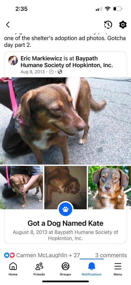 12 years ago today my life changed so much. Wouldn’t undo a single moment. Would do anything to have her back. #dogsoftwitter #katethedog #gotchaday #rainbowbridge #imissyou