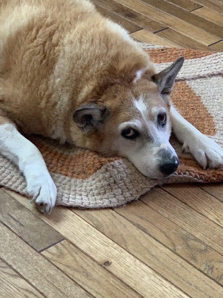 Aug 9 2014 when I fell in love with this little rebel and today older and a little more laid back. Thanks for picking me #Roscoe