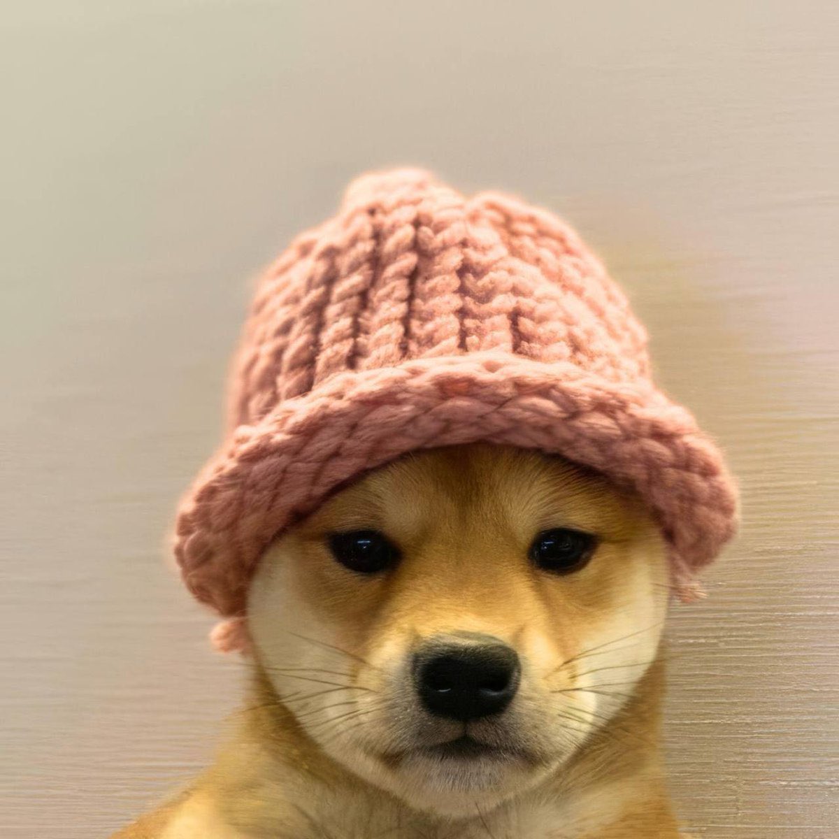 There are no wars. No pvp’s. Just a market that adores an iconic Shiba Inu 

$WIF is $ACHI

Achi is dogwifhat