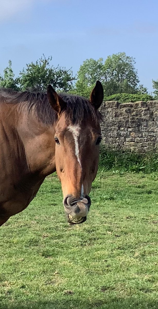 Time to catch up with the latest gossip around the yard with the latest Barney's Blog by retired racehorse Barney McGrew.
michaeldodsracing.co.uk/barneys-blog/s…