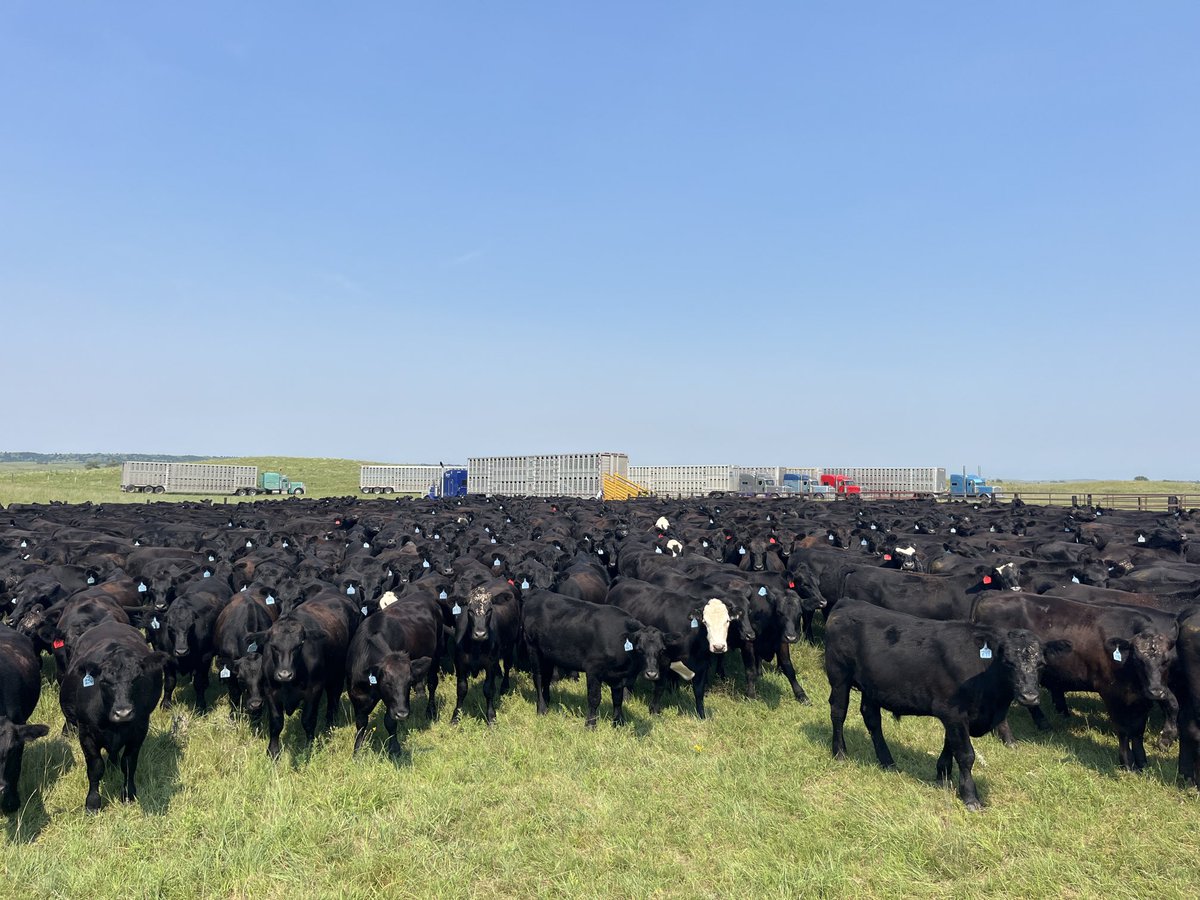 Like to have 10 wt strs either sold or home on feed by first 10-14 days in August. Put em on feed for 160 days and reduce weather risk to have em shipped by Jan 15