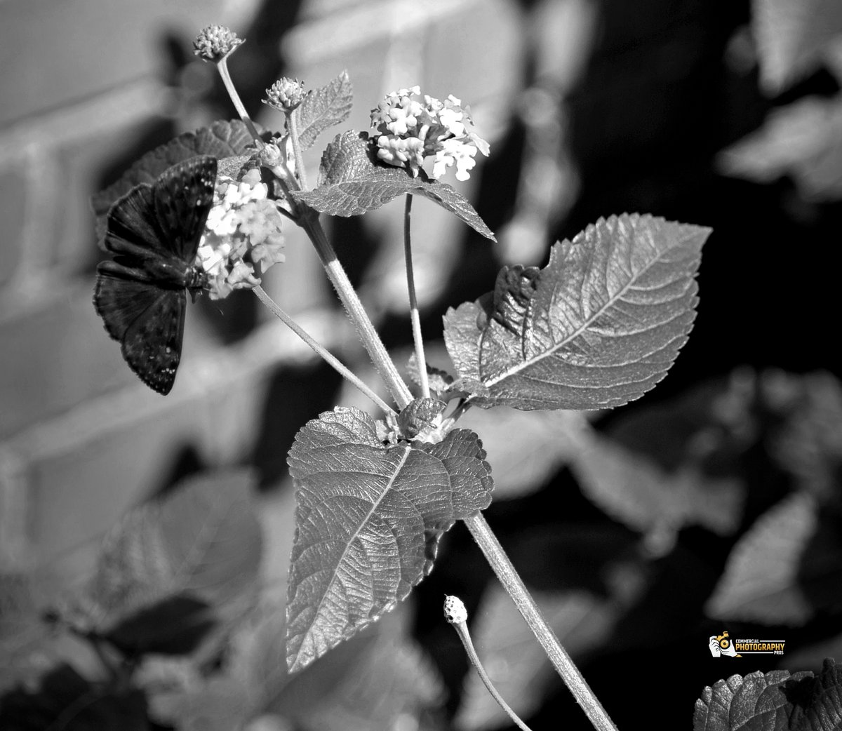 photo_pros's tweet image. Monochromatic Serenity: A study in black and white, this photograph captures the delicate dance of a butterfly on a flowering plant, a testament to nature&apos;s understated beauty. #BlackAndWhitePhotography #ButterflyArt #NatureStudy #MonochromaticArt