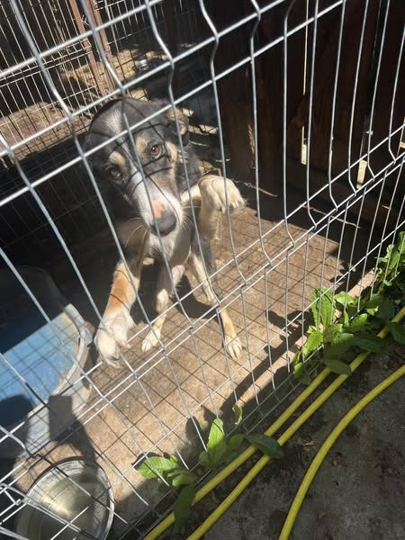 BRINDILLE851's tweet photo. Seconde Chance Animaux
Sophie Sauveton ·1 h ·
📷URGENCE📷 RECHERCHONS ADOPTANTS SERIEUX POUR NOTRE DOUCE SHARMA, TROUVEE DANS LA RUE. DONNEZ LUI UNE CHANCE DE QUITTER ENFIN NOTRE PETIT REFUGE. ALORS OUI CE N'EST PLUS UN CHIOT MAIS ELLE MERITE TOUT AUTANT D'ETRE AIMEE.
***MERCI DE BIEN LIRE LE POST INITIAL DESSOUS AVANT TOUT ENGAGEMENT***
PROCHAIN DEPART FIN AOUT. 📷Les adoptions ne sont pas possibles en Suisse📷. Les adoptions sont possibles en Belgique, au GD Luxembourg et dans toute la France, MAIS vous devrez venir chercher votre chien au camion en Belgique (Brabant Wallon) ou à nos points de dépôt en France, c’est-à-dire en Haute-Savoie ou près de Reims. NOUS NE FAISONS PAS DE CO VOITURAGE.
PAS SERIEUX S'ABSTENIR. UNE ADOPTION EST UN ACTE MUREMENT REFLECHI. (Vous avez toutes les coordonnées de contact dans le post initial).
Mille mercis pour elle 📷