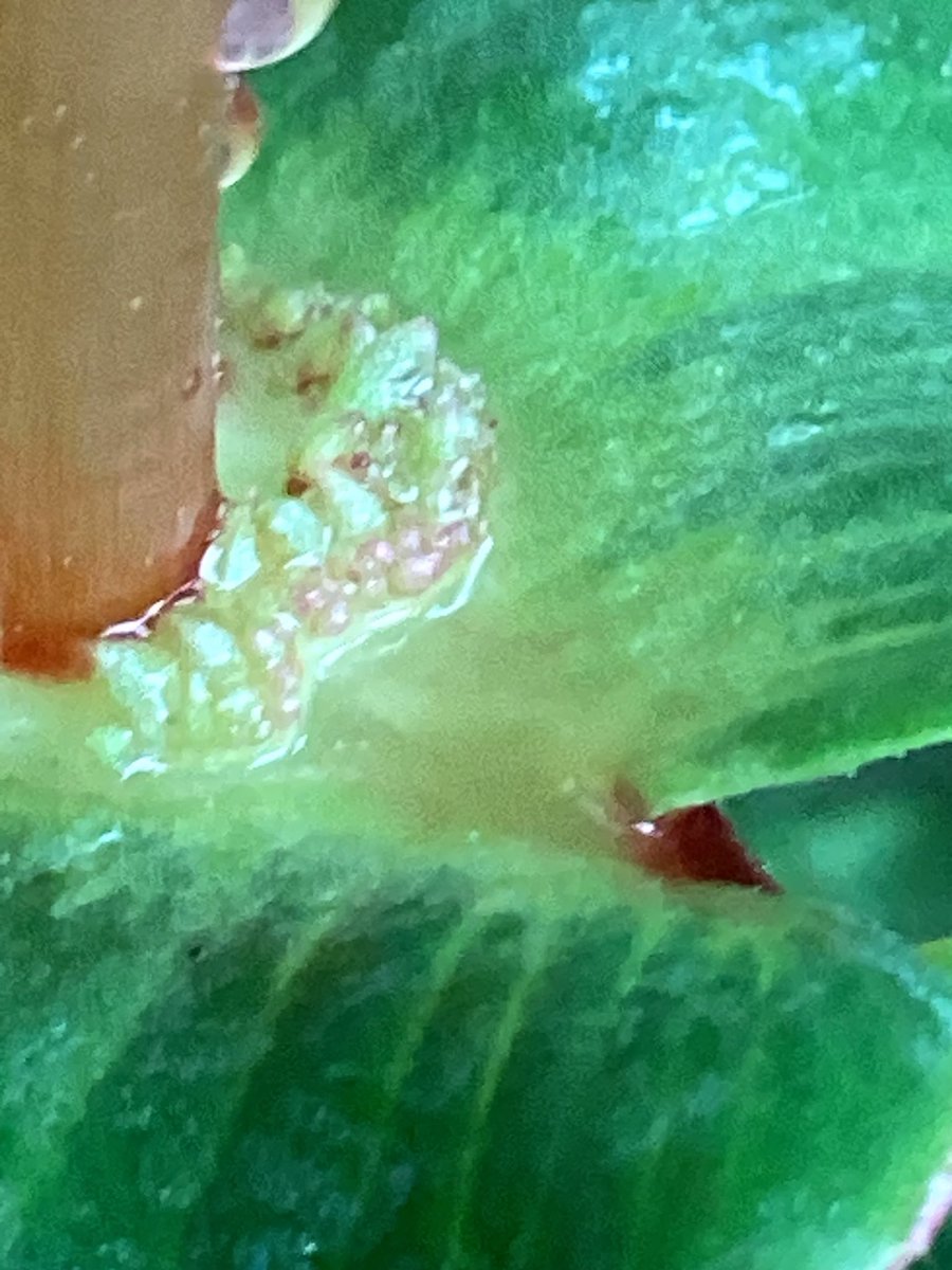 Begonia tapatia from Durango in Durango state Mexico ,
just starting to flower and beginning to produce the first very small bulbils that collect on the stubby leaf shelves between the leaf axles .