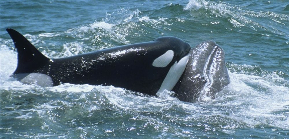 Humpback whales will interfere when orcas attack mammals. They do so at great risk to themselves, as orcas can mob and kill adults. Why? A study off the coast of Ecuador found 11% of adult humpbacks and 19% of calves had orca bite marks. Do these vigilantes seek retribution?