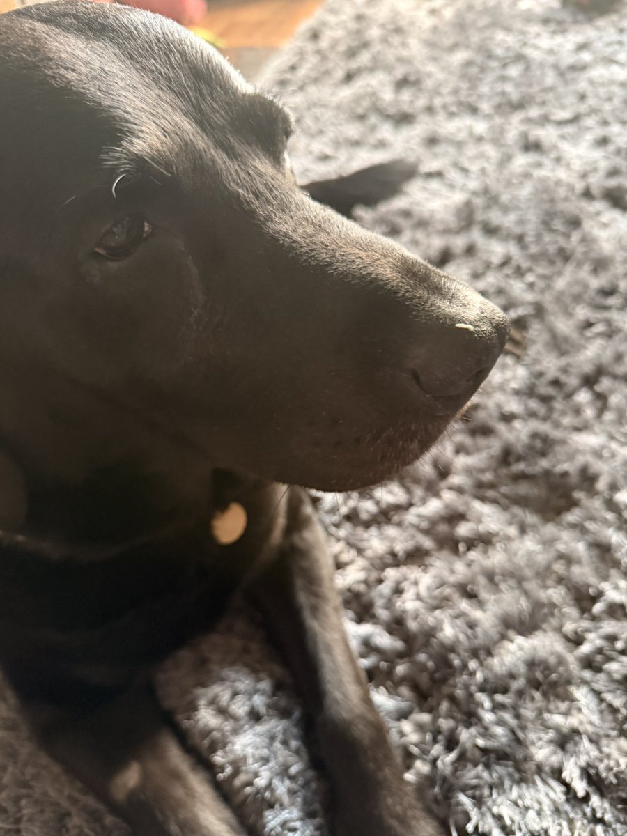 Give Hector and his grain of rice on his nose a bit of love 🥺🥺🥺