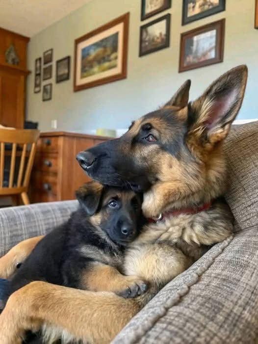 Puppies ๐ถ (@puppiesiover) on Twitter photo Donโt pass without leaving a a big heart โค๏ธ Donโt pass without leaving a a big heart โค๏ธ