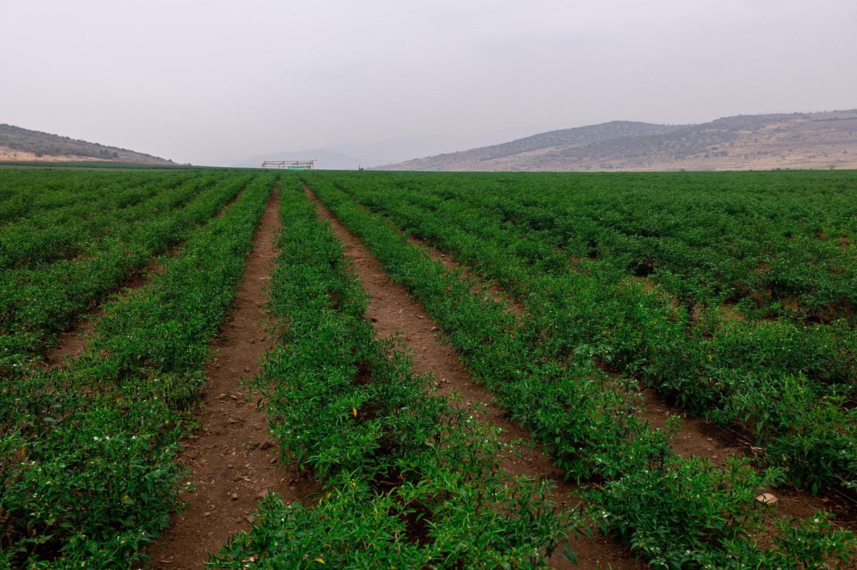 Minisitiri w'Intebe, Dr Nsengiyumva Justin, yasuye imirima iri mu Cyanya cya Gabiro Agri Business Hub, irimo n’uwa Sosiyete ya K-Invest, ikora ubuhinzi bw’imboga n’imbuto ku buso bwa hegitari 500. 

Mu bihingwa bihasarurwa harimo amatunda, urusenda, imiteja na avoka byoherezwa mu