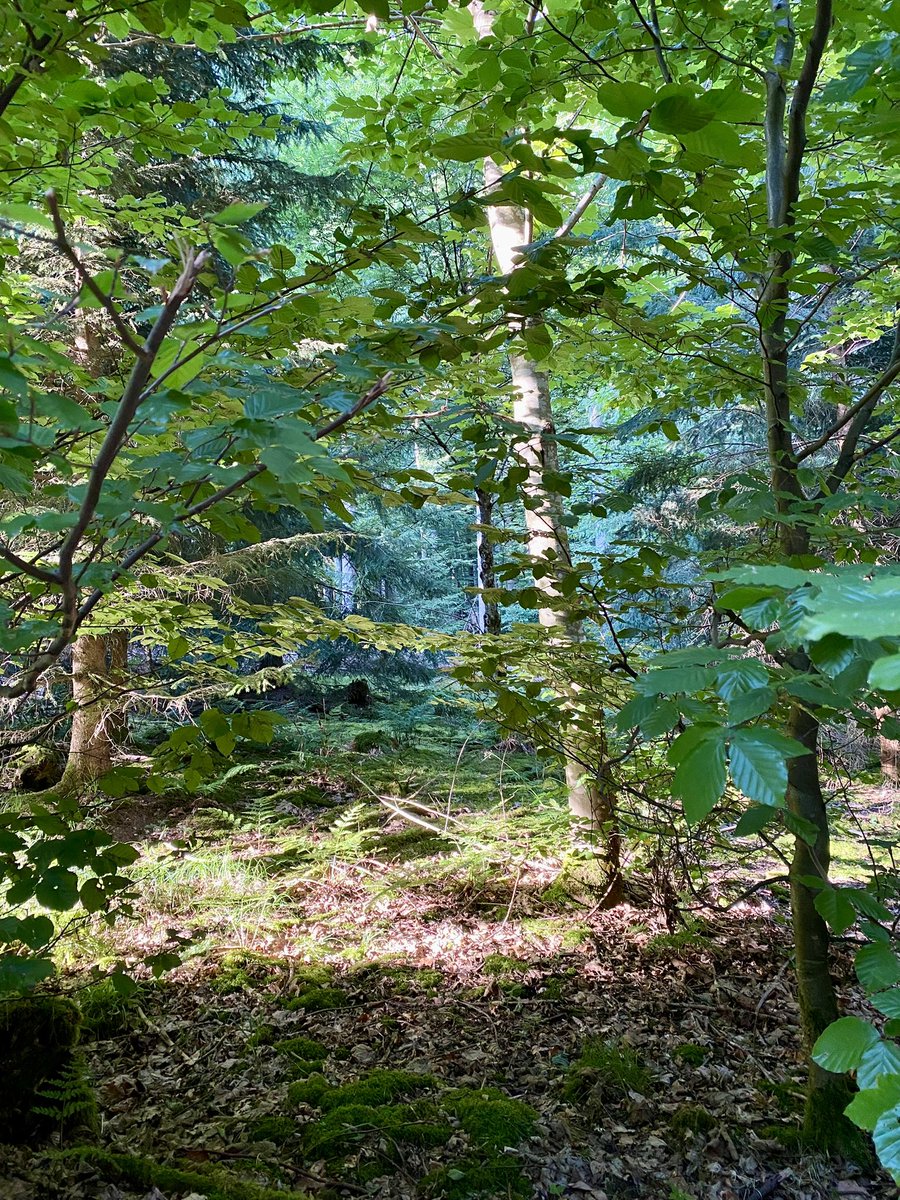 Abendsonne im Wald … 🧚🏻‍♂️