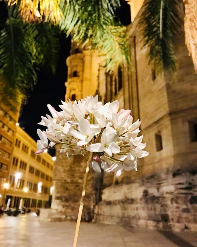 En #Málaga las noches de verano huelen a #jazmín  😍
#magaconacento #followme #vivirenmlg #biznaga