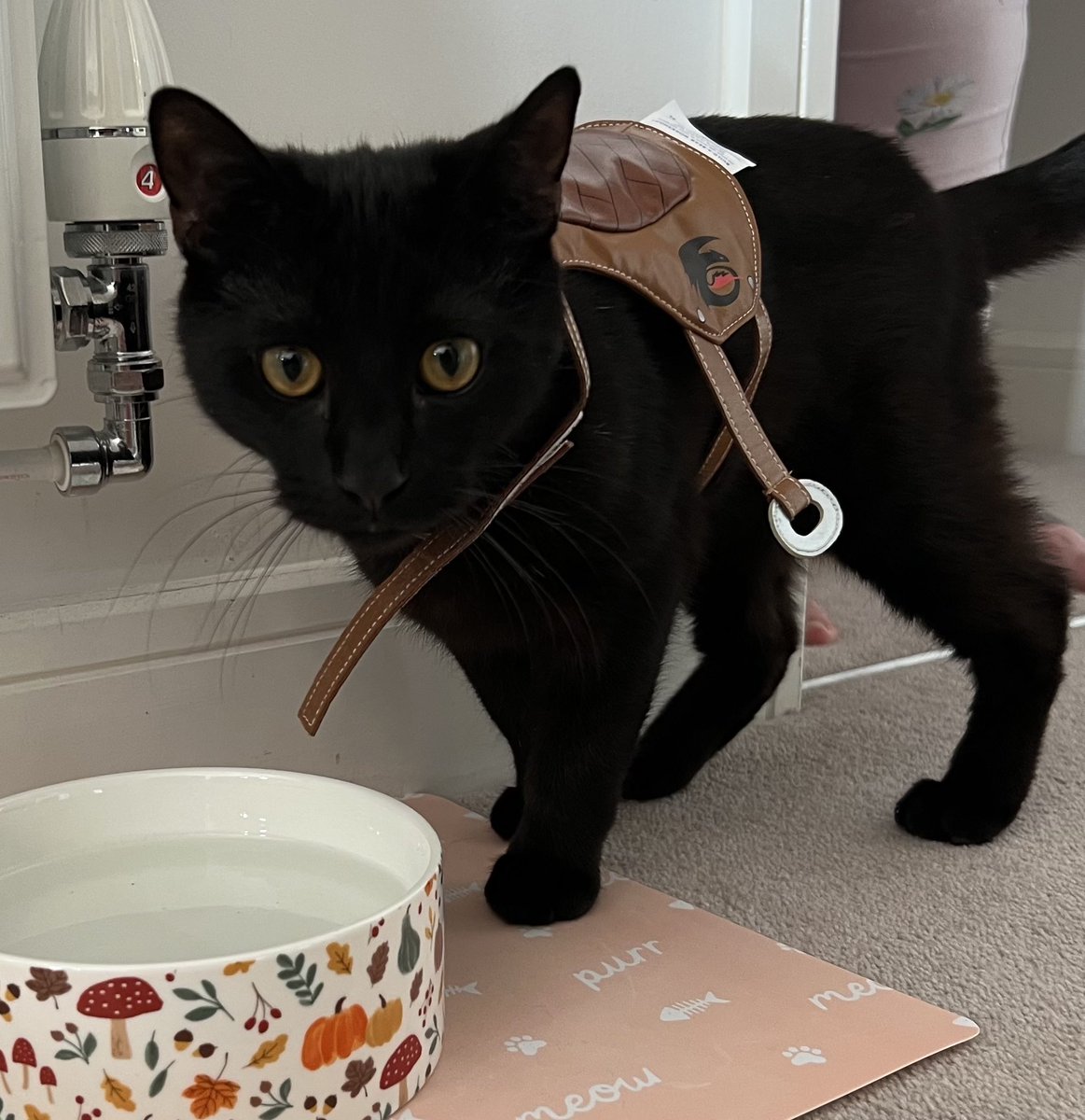 Nathan Mills (@inathanm) on Twitter photo Turns out that <a href="/buildabear/">buildabear</a> clothes fit Toothless… so guess who got the <a href="/HTTYDragon/">#HowToTrainYourDragon</a> Toothless saddle 🥹🥹 Turns out that <a href="/buildabear/">buildabear</a> clothes fit Toothless… so guess who got the <a href="/HTTYDragon/">#HowToTrainYourDragon</a> Toothless saddle 🥹🥹