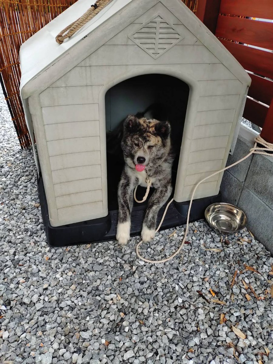 brutale800ds's tweet photo. 綺麗な虎模様の秋田犬を飼うことになりました

気に入らなければすぐに噛みつく子って言われたけど、初対面からブリーダーさんもびっくりの歓迎具合で、家に来てもめちゃくちゃ大人しいです https://t.co/Lm6NUV6bjM