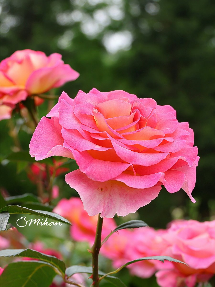 雨の日曜日☔️

少し涼しく感じるけど🍃🎐
ゲリラ雷雨も心配です⛈️

今日も素敵な一日になりますように🍊💙