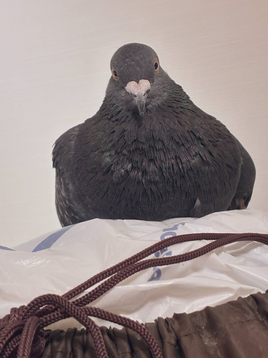 今日はハトの日だぽ🐦
ハトたちがみんな幸せになれる世界になってほしいぽね。
ぽぽすはちょっと肥満気味だぽ。💧