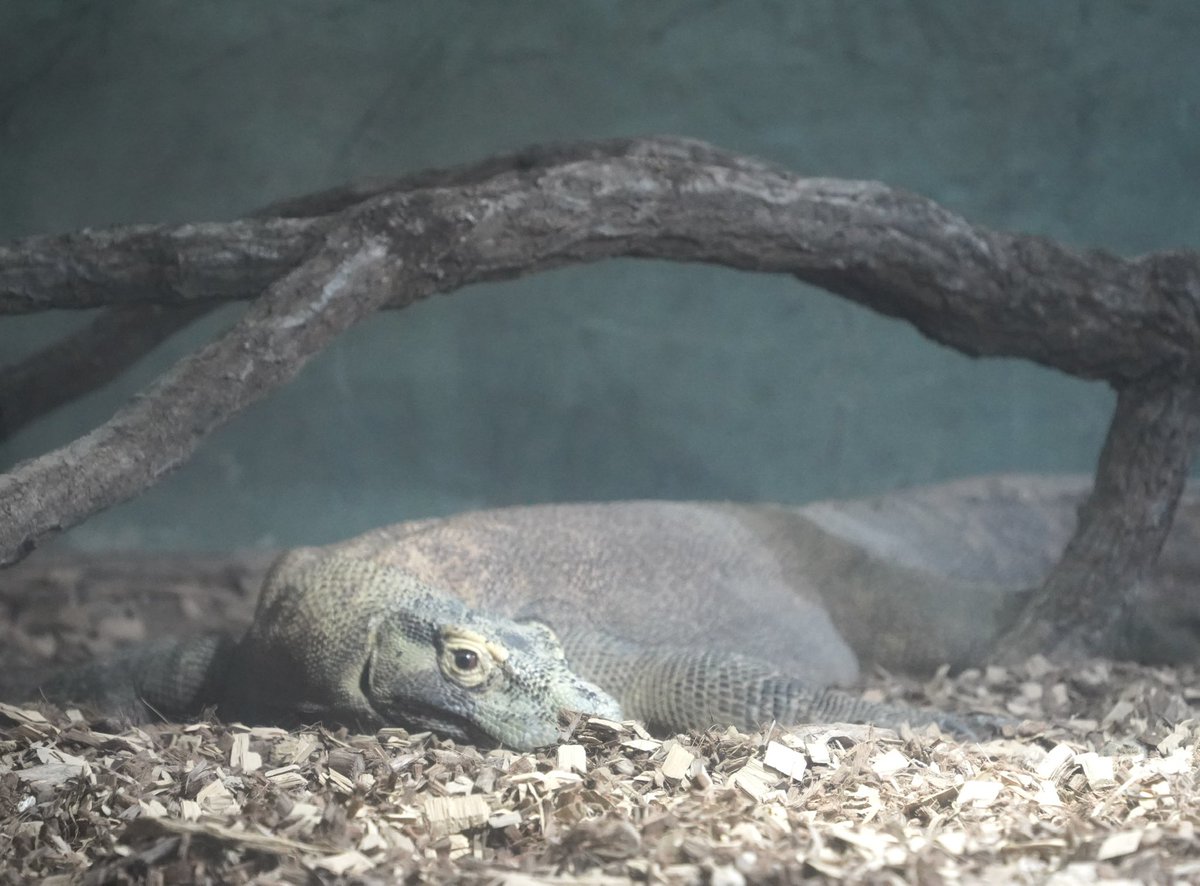 capybaracamera's tweet image. 最高にかわいかったです...！！

#東山動植物園
#コモドオオトカゲ
#コモドドラゴン