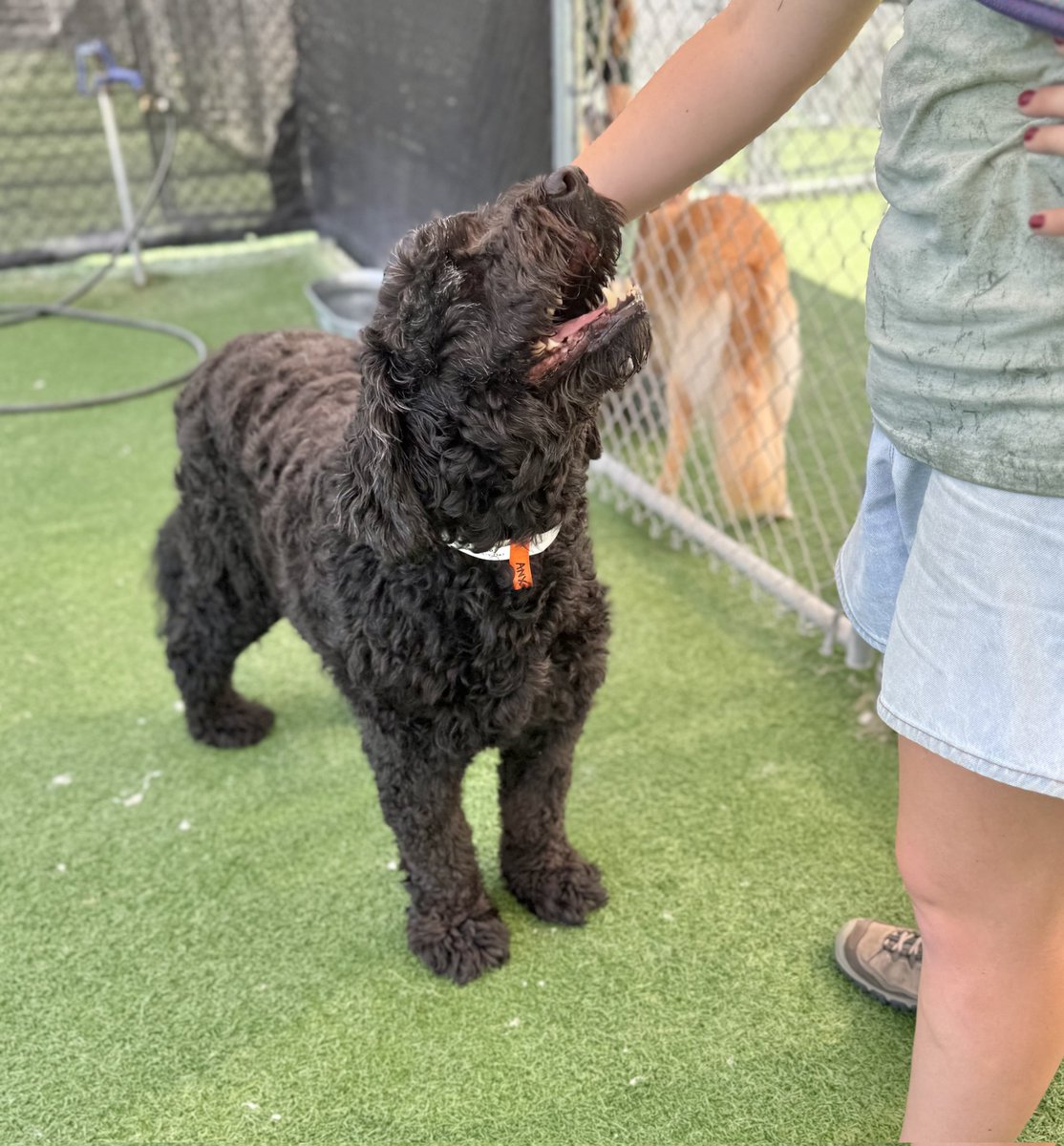 facrapo's tweet image. GROK Imagine made a video from the picture  The Green Beagle Lodge