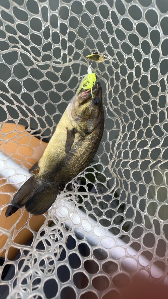 ほとんどスピナベのみ🐟

今年はスモールが全然釣れない