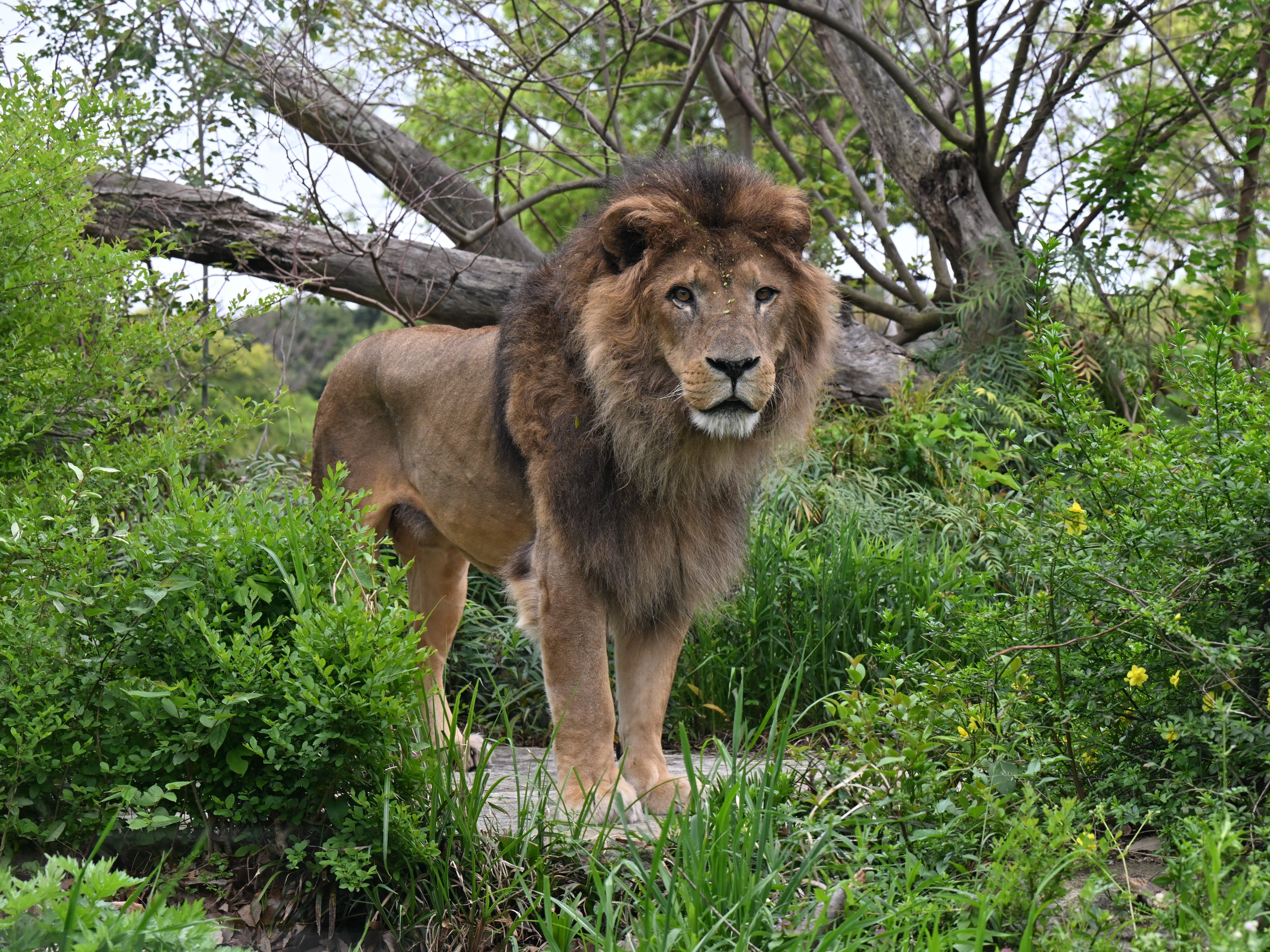 公式】横浜市立よこはま動物園 ズーラシア on X: 