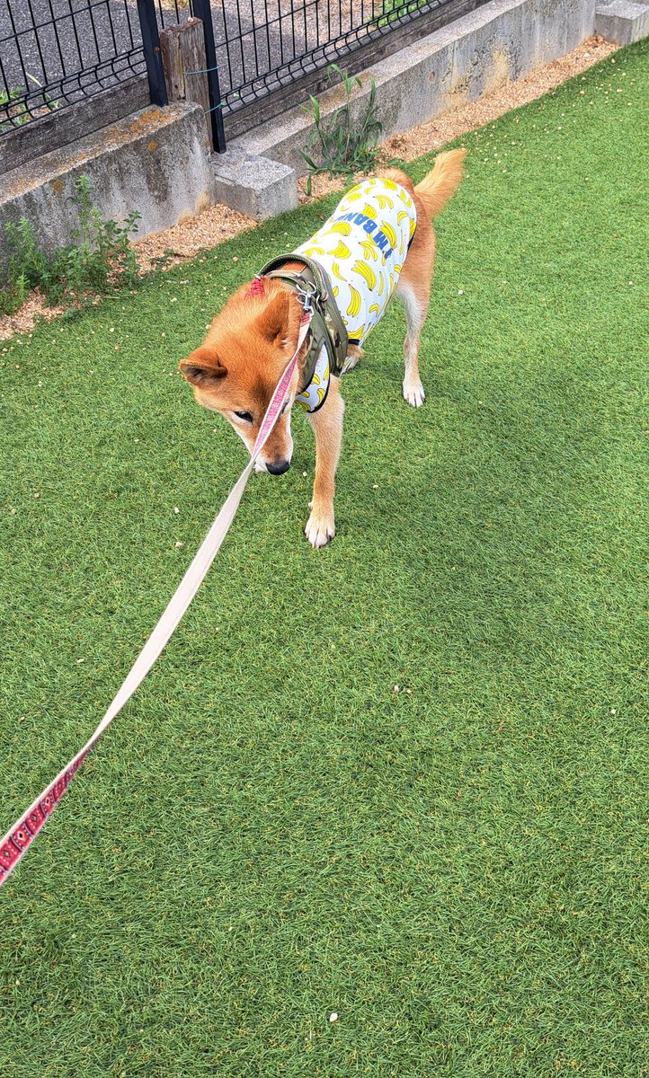 ドックラン
もちろん柴犬は
走ったりしない。
飼い主だけがやたら走る
やたら呼ぶ……
 #柴犬ハチ