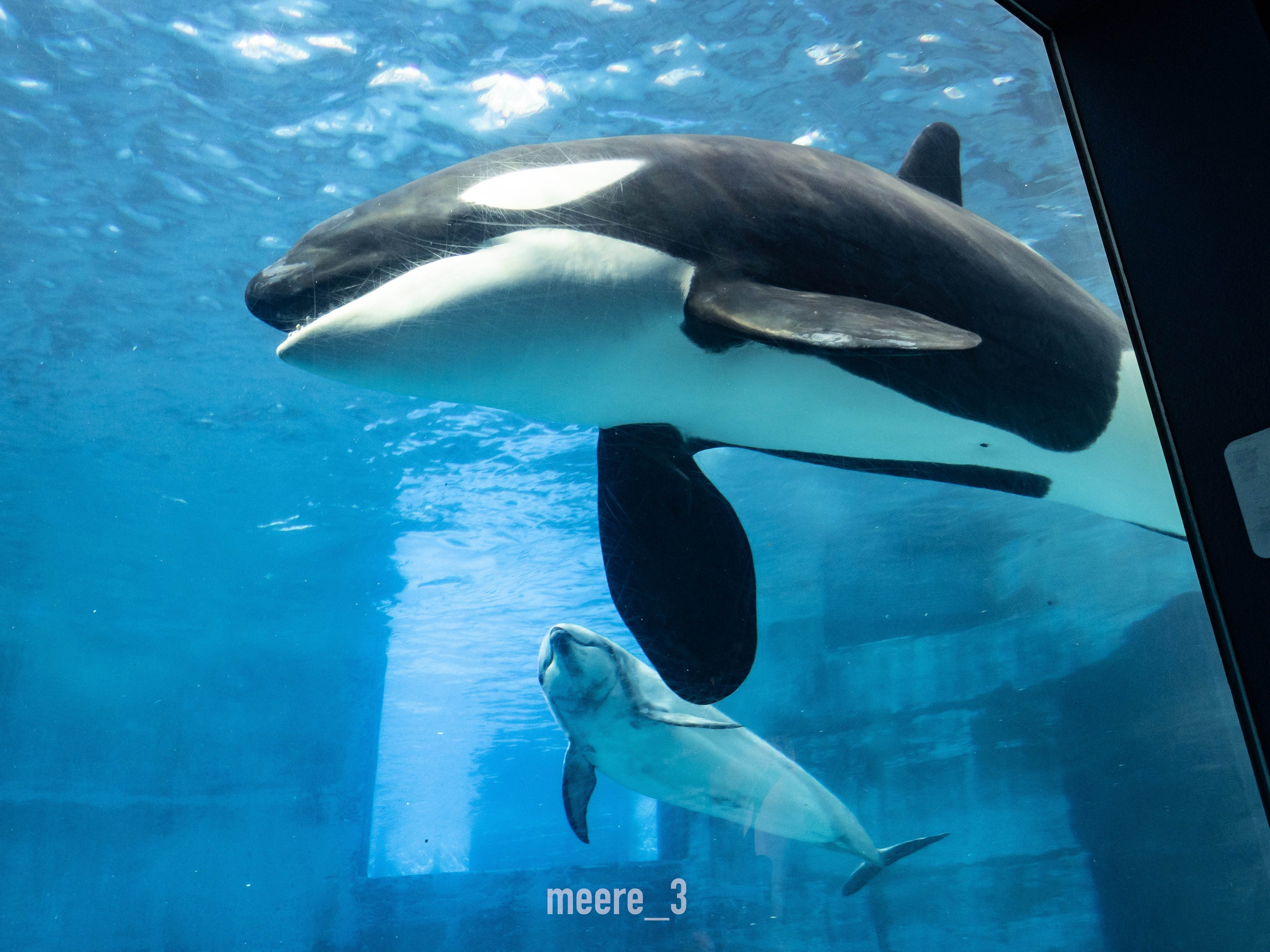 イルカさん こっぷ on X: 