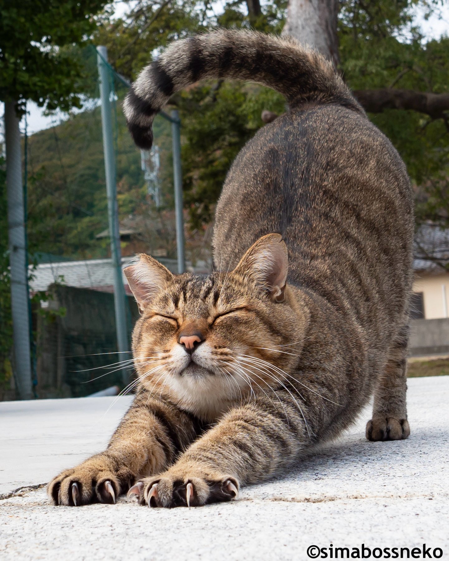 にゃんこ Amazon.co.jp: にゃんこ大戦争チョコウエハース+2 [15.デビル