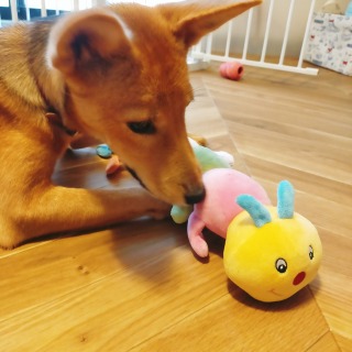 特許翻訳者として初仕事を受けてから1年が経過しました。

家族が増えました（保護犬の子犬をお迎えしました🐶）。

この子がいなければ、飛べそうなくらい全力疾走することなんてなかったかも。

この子のためにも、もっと稼ぎます。